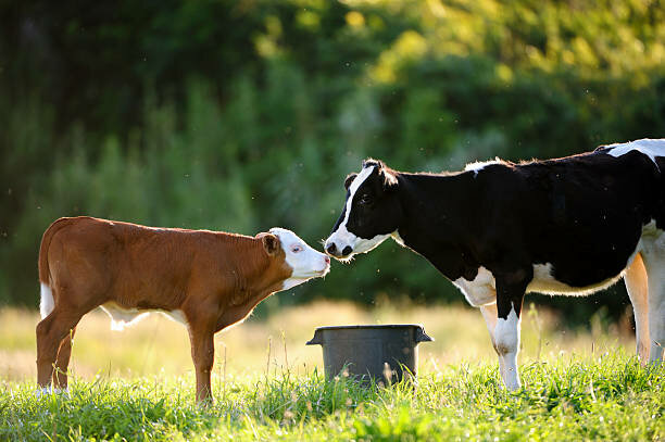 mucca e vitello che si guardano in mezzo a un prato